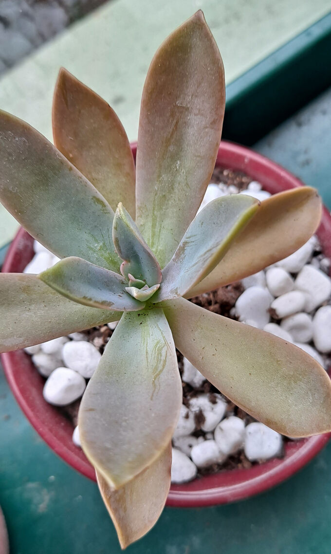 Gardening matters